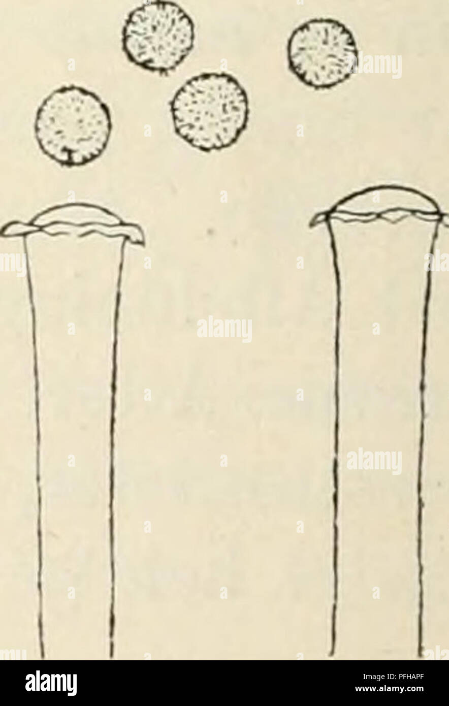 . Dansk botanisk arkiv. Pflanzen, Pflanzen-- Dänemark. Abb. 1. Monierella globulifera. a. Grundlage af Sporongiebaererne 260: 1, b. Spidsen af2 Sporangiebaerere og Sporer 560: 1. 4,5 - 5,5 [x crassis, Basi, hyalinis vesiculis subglobosis instructis. Sporangiis globosis, Albis, glabris, 40 - 48 s. Diam. Sporis globosis, episporio tenuiter echinulato, 6-7//Durchm. (Abb. 1). In fimo equino. S. Jægersborg Dyrehave, Juni 1913. Af de hidtil beskrevne 28 Mortierella-Aiter er M. echinulata Harz, den eneste, der har piggede Sporer, og M. tuberosa v. Tiegh. og M. pilulifera v. Tiegh. de eneste, der udmaerker sig ved Ku Stockfoto