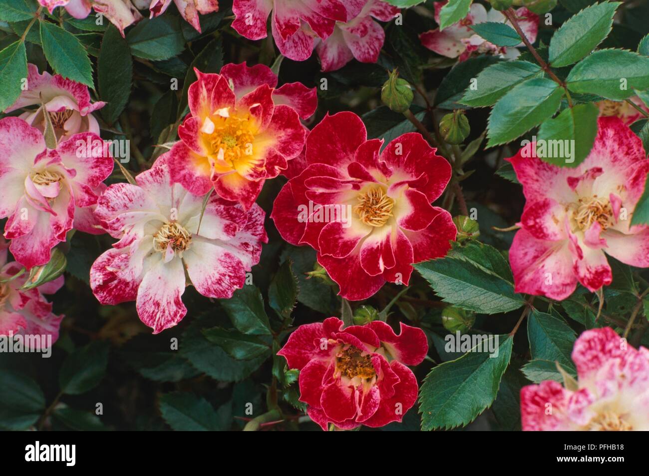 Rosa und rote Blumen und Blätter von Rosa 'Little Artist', close-up Stockfoto