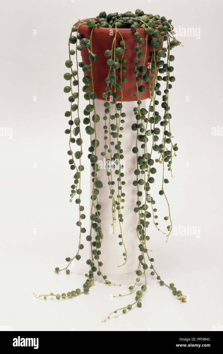 Senecio rowleyanus (String mit Perlen) Stockfoto