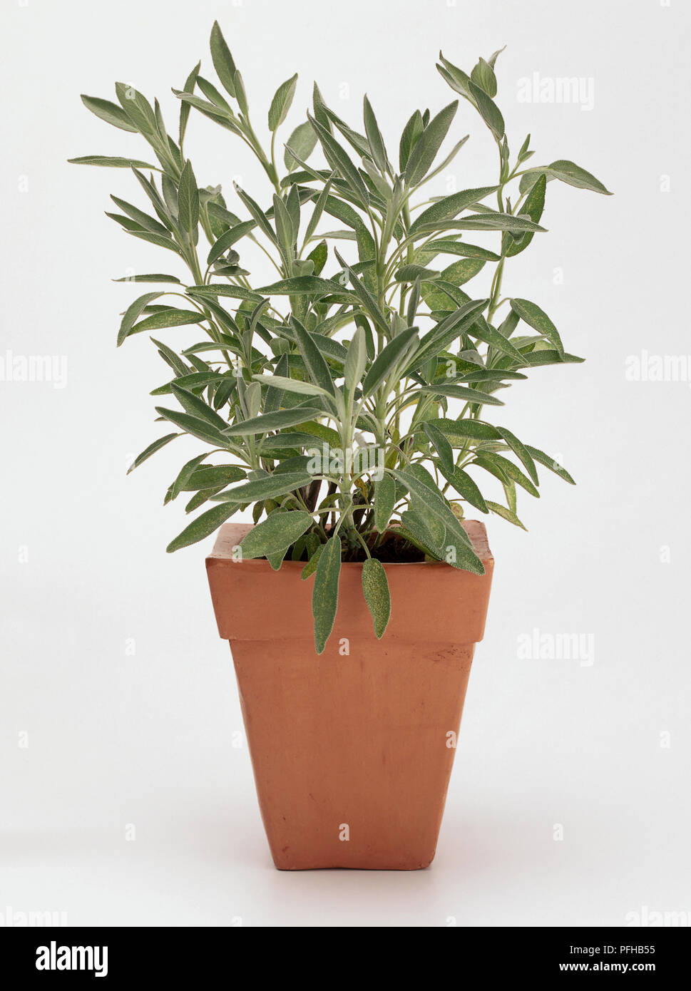 Gemeinsame Sage, Salvia Officinalis, im Blumentopf. Stockfoto