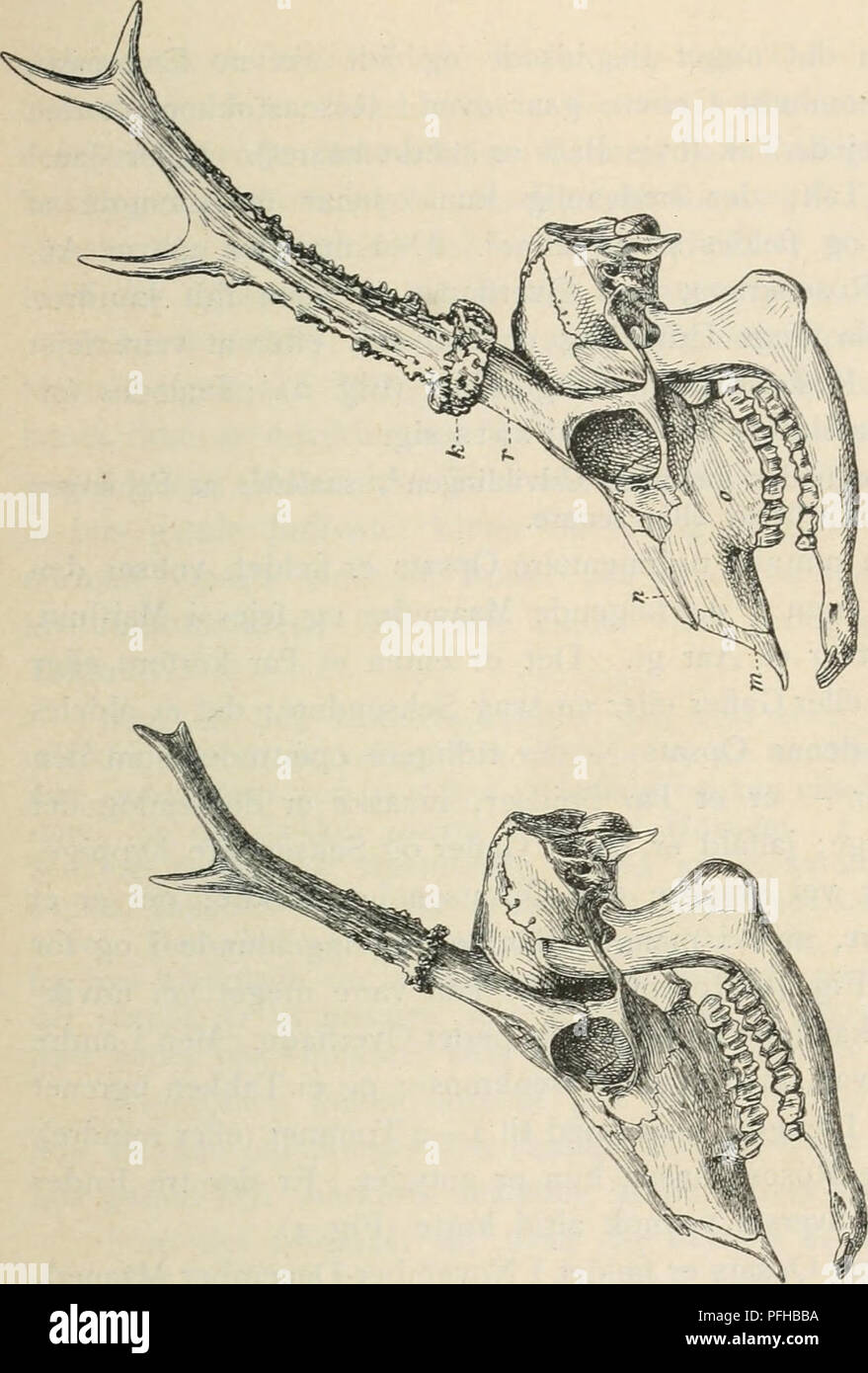 . Dansk forstzoologi. Wald Tiere und Zoologie. - O o fcJJ 2 i; i^C^rt S-C C?! &Lt;u vO 3 AE M aj AE'y*-K. Bitte beachten Sie, dass diese Bilder sind von der gescannten Seite Bilder, die digital für die Lesbarkeit verbessert haben mögen - Färbung und Aussehen dieser Abbildungen können nicht perfekt dem Original ähneln. extrahiert. Boas, Johan Erik Vesti, 1855 -. København Nordiske Forlag Stockfoto