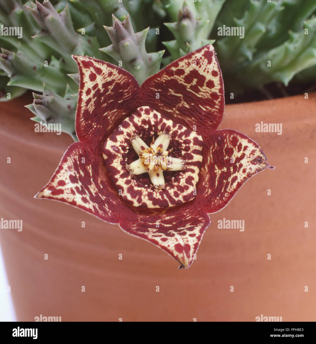 Mosaik Blume von starfish Kaktus Pflanze, orbea Variegata, dunkel lila und gelb Blume in der Nähe Schuß gegen Terrakottatopf. Stockfoto