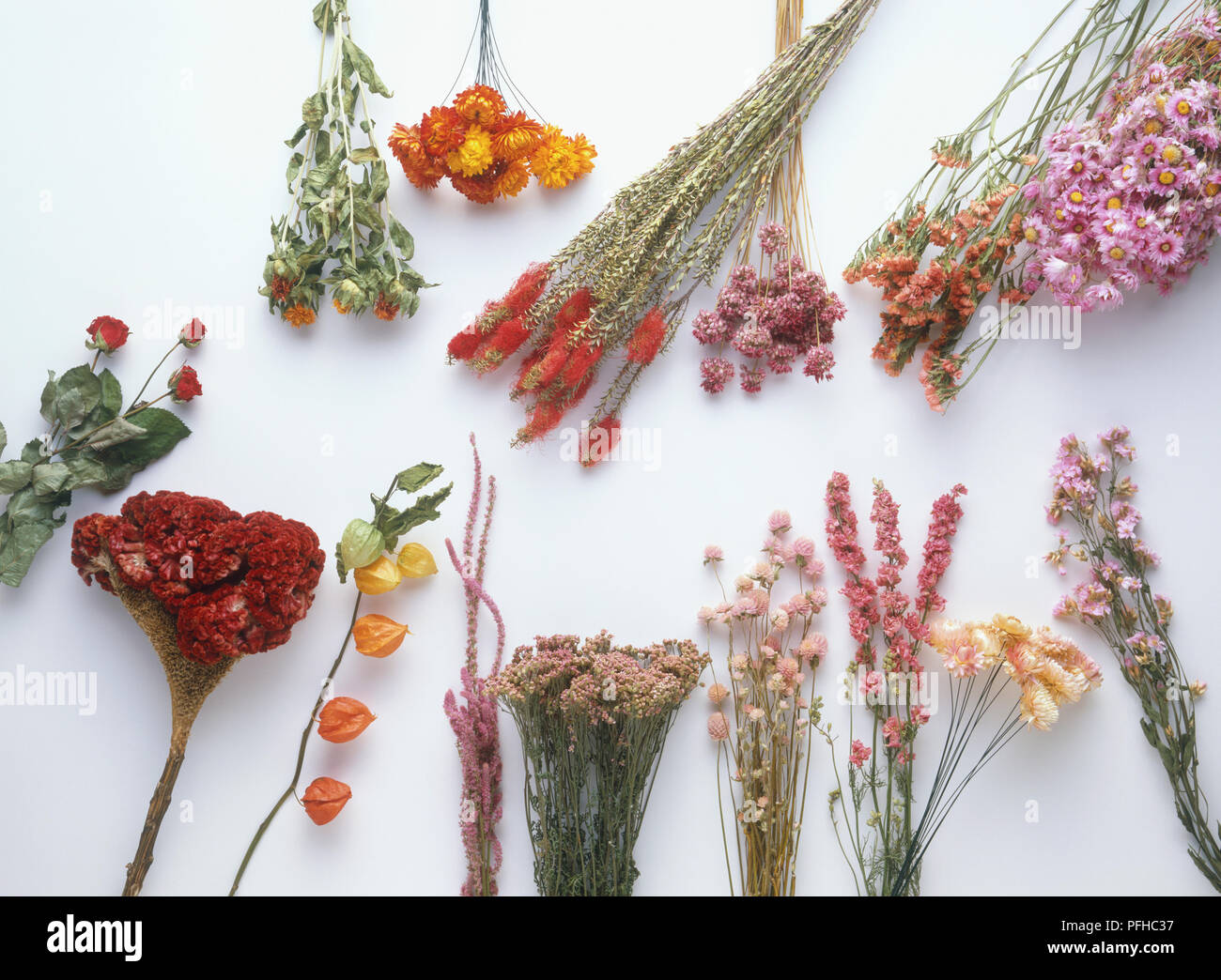 Auswahl von getrockneten Blumen Stockfoto
