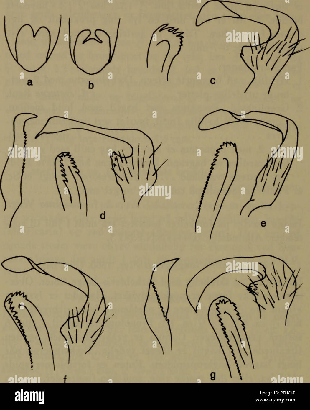 Pennis datiert