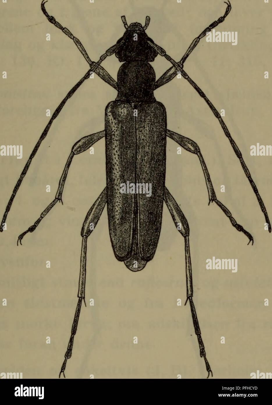 . Danmarks Fauna; illustrerede haandbøger über den Danske dyreverden... 85 følehornene Sorte, roden ofte lysere. Pronotum lidt laengere Ende Bredt, Fint og tät punkteret. Vingedaekkerne kraftigere, punkterede lidet Tät. Laengde 6-9 mm. (J: Følehornene ca, lange så Som (Hos $ oftest lidt kortere Ende) kroppen. Vingedaekkerne lidt smallere, oftest svagt Bagud (Hos 9 ikke) tilsmalnede.. Abb. 44. Grammoptera tabacicolor cJ. x 5. Almindelig (J, 0, B). På blomster, isaer ich Juni/Juli. Ich eg og avnbøg Yngler, i udlandet også fundet ich Hassel, Birk, fyr og Gran. Udviklingen antagelig toårig. Larven Hebel både I Stockfoto