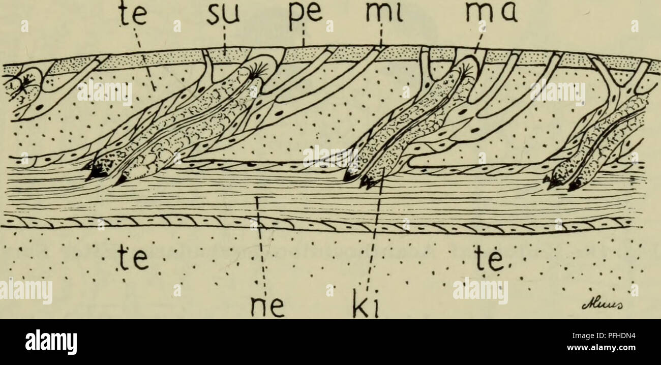 . Danmarks Fauna; illustrerede haandbøger über den Danske dyreverden... 29 bedømme åndingsvandets kvalitet. Kemiske sanse-organer findes endvidere knyttet til gaellerne. Saerlige sanseorganer, estheterne, findes Langs skalpladernes Rande. De består af nervefyldte vaevsstrenge, der gen-nem poreraekker på skallernes Unterseite samt gennem insertionspladernes incisurer passerer articulamentum, afgiver de sidegrene, der gennemborer Tegmentum,. Abb. 15. Skaltvaersnit visende estheternes placering, Ki makroesthet kirtelceller, ma, Mi mikroesthet, ne nervestreng, pe, su suprategmentu periostracum Stockfoto