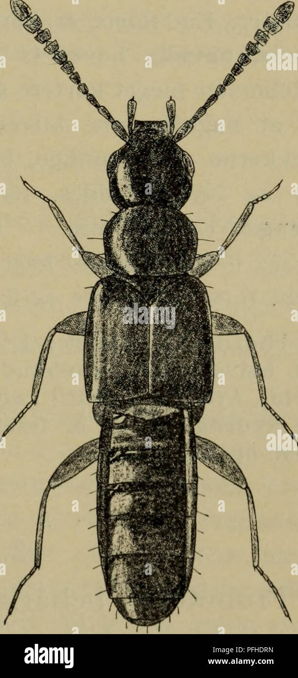 . Danmarks Fauna; illustrerede haandbøger über den Danske dyreverden... 215 stumpvinklet tilspidset (Abb. 168). $: saedkaps-len lang Med staerkt ombøjet spidsparti (Abb. 171) 54. atomåria. Gennemgående ganske lidt smallere, med mindre og lidt slankere følehorn. &Lt;J: 6. bugleds bagrand omtrent jaevnt rundet (Abb. 169). $: Saedkapslen meget Kort uden ombøjet spidsparti (Abb. 172) 55. perexigua. 1. Gruppe. Pronotums behåring af Typ I. Vingedaekker-nes behåring skråt udadrettet, bagranden ikke indbuet indenfor baghjørnerne. Hovedet kraf-tigt, laengdemidtfuret tindingerne kantede. 5. Frie rygleds M Stockfoto