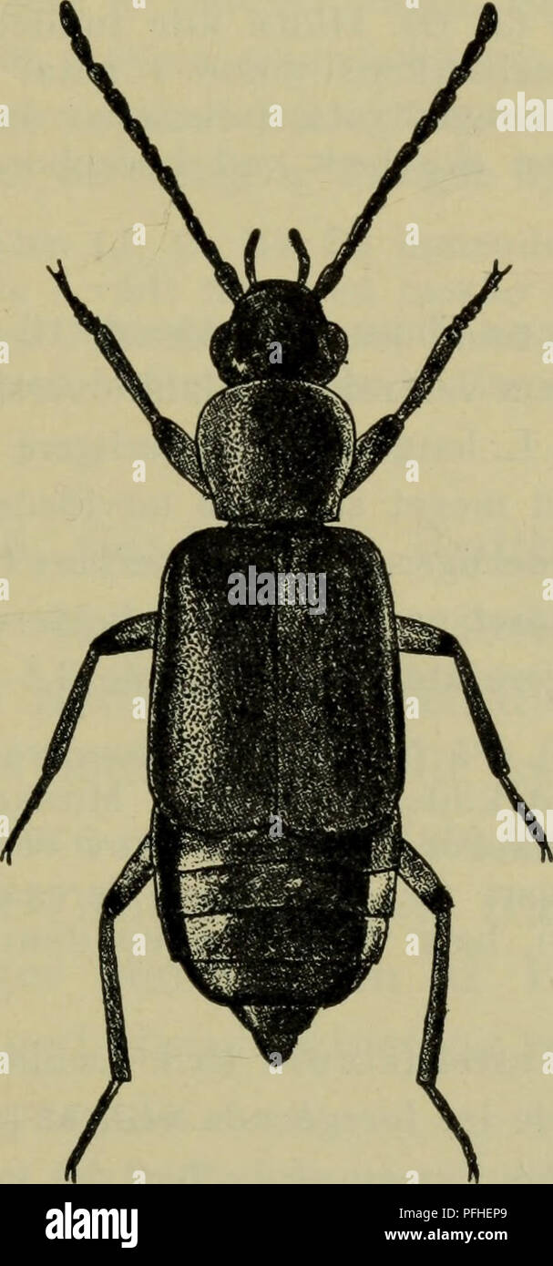 . Danmarks Fauna; illustrerede haandbøger über den Danske dyreverden... 89 Halsschild og noget kraftigere vingedaekkerne punkterede, de sidste Kun ret svagt udvidede Bagud, Mindre tät siderandene behårede, Smalte afsat 1. longelytråta. 4. Sider Pronotums randede i hele deres udstraekning 4. heeri. Pronotums sider ikke randede bagtil... 5. punctåta. 1. L. longelytråta Goeze (Abb. 49). Adskilt fra de zu føl-gende ved ret kraftigt punkteret hoved og Halsschild og lange,. Abb. 49. Lesteva longelytråta&lt; £. x 12. Bagud kun ret svagt udvidede, Mindre tät behårede, kraftigt punkterede vingedaekker. Sortieren Stockfoto