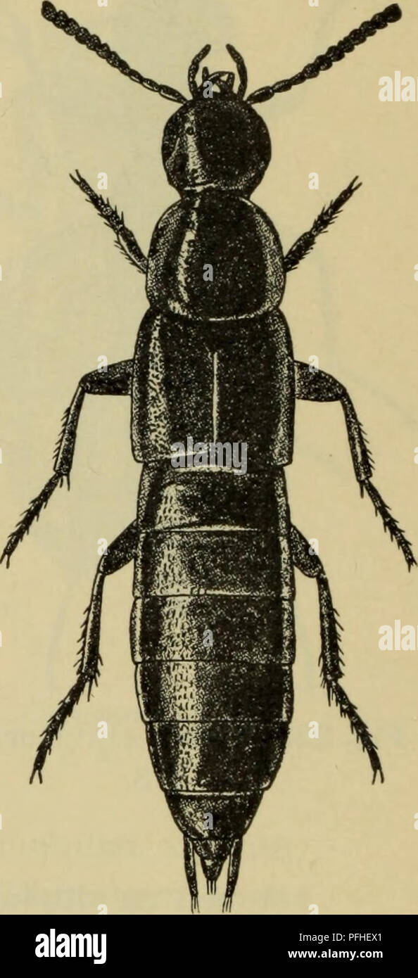 . Danmarks Fauna; illustrerede haandbøger über den Danske dyreverden... . Abb. 25. Paederus riparius&lt; J. x 6. Abb. 26. Philonthus con-cinnus $. x 9. Følehornene mod spidsen tydeligt fortykkede, ich modsat fald Halsschild betydeligt bredere Ende langt. Vingedaekkernes rygflade afsat ved en sidekant. Laengde 1 - 7 mm 12. 12. Kroppen gezüchtet. Bagbenenes hofteringe Store, mindst 1/3 lange så som baglåret. Kun7 Danske, 1 - 3 mm store Arter (Abb. 18, S. 22). . 1. Proteininae (s. 31). Langstrakt Kroppen. Højst Bagbenenes hofteringe små, 1/5 lange så som baglåret. Laengde 1-7 mm (Abb. 21, S. 24) 4. Oxytélinae (p Stockfoto