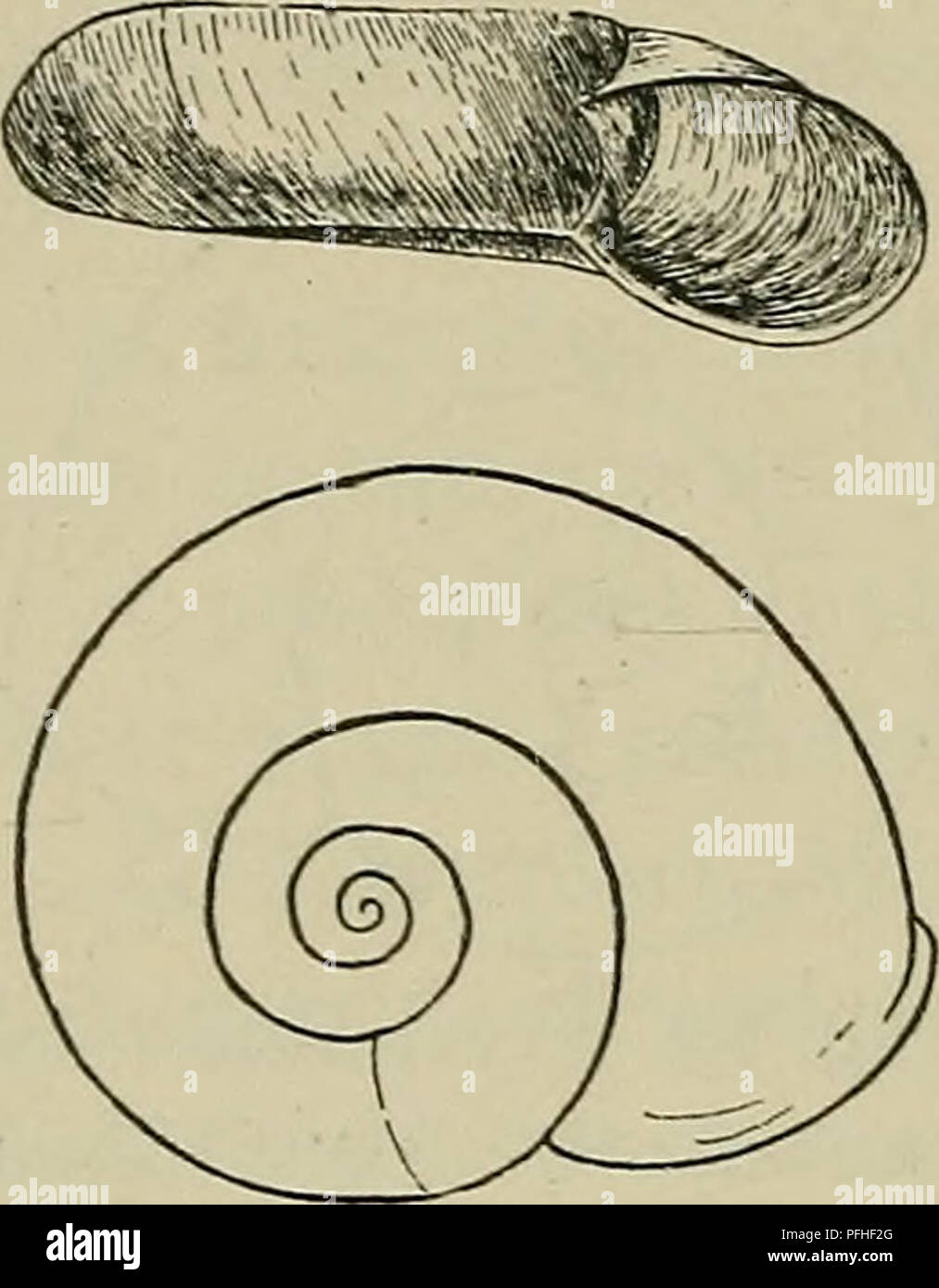 Danmarks Fauna; illustrerede haandbøger über den Danske dyreverden... 102  Hore til gredleri - eller - stroemi Kredsen. Den typiske G. rossmaessleri  kendes fra Sverige, Tyskland, Polen, Litauen og Rusland.. 3. G. (