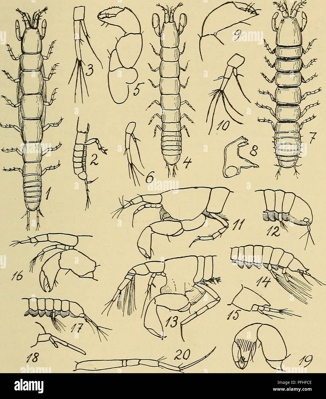 . Danmarks Fauna; illustrerede haandbøger über den Danske dyreverden... 171 iøvrigt Kun kendt fra Apelvaer ich- N. w. Trondheim samt ich Davis Straedet og S. w. 0. Insel. Dybde 200 - 1100 m.] 4. Leptognåthia gråcilis (krøyer) (L. graciloides (Lilljeb.), L. longirémis Sars 1885 (nicht L.G.O. longirémis Sars 1899 (= L. sårsi H. J. Hansen 1910), non L. longirémis (Lilljeb.)) (Abb. 54, 4-6). Abb. 54:Leptognåthia. 1-3: L. Manca (1: $; 2: Halen fra Siden; 3: Sidste Halefod). - 4-6: L. gråcilis (4:?; 5: 1. Kropben; 6: Sidste Halefod). - 7-15: L. breviremis (7:?; 8: Kindbakke; 9:1. Krop-ben; 10: Stockfoto