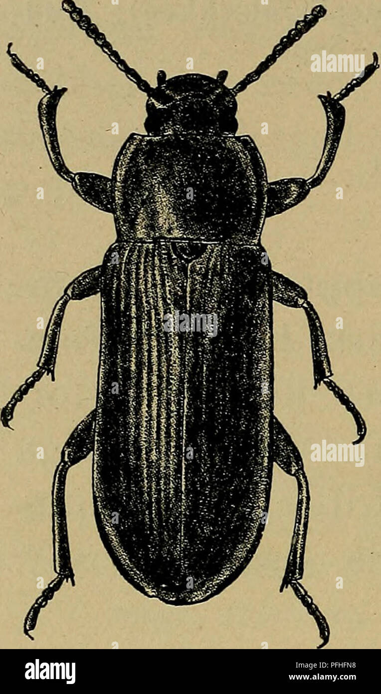 . Danmarks Fauna; illustrerede haandbøger über den Danske dyreverden... 150. 1. T. molitor L. (Alm. Melskrubbe). (Abb. 79). Sortieren eller Uden sortbrun, Oversiden tydelig Mikrochagrinering, Føle - Horn og Ben ofte noget lysere. Pro-notum meget bredere Ende langt, Bagud tydeligt tilsmalnet, Siderne bagtil ikke Eller ganske lidt ind-buede. Siderandene Smalte afsatte. Baghjørnerne lidt stumpvinklede Eller omtrent retvinklede. Punk-turen Tät. Vingedaekkernes mellemrum Stribe-med simpel, ikke kor-net, Fin og tät Punktur, Ofte noget rynkede. Strubens Forrand uden tandformede Fremspring. Laengde 14 - 16 m Stockfoto