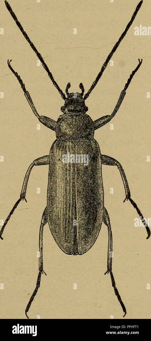 . Danmarks Fauna; illustrerede haandbøger über den Danske dyreverden... 115 saetning til alle de andre Slaegter, Kun yderst svagt indbuet. Følehornene Slanke. Pronotum ikke som Hovedet dobbelt saa Bredt, Bagud lidt tilsmalnet. Siderne fuldstaendigt randede. Vinge - daekkerne Med meget tydelige Fein, Männer Punkt - striber. Naestsidste Fodled simpelt. 1.Et. flåvus Scop. (Sulphiireus L.). (Abb. 57). Meget aflang, Noget hvaelvet. Svovlgul, Følehorn Fødder mørke og ofte, ogsaa undertiden Hoved og Halsschild eller endog Vingedaekkerne helt Eller del gegenüber mørke. Pronotum fint og meget tät punkteret. Vinge - daekke Stockfoto