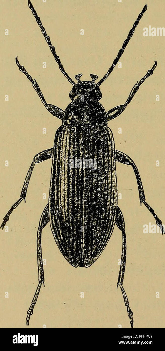 . Danmarks Fauna; illustrerede haandbøger über den Danske dyreverden... 104 Oversigt über Arterne. 1. Ben brungule Følehorn og 1. Morio. Følehorn Sorte eller brunsorte, Ben brunsorte eller Mørkebrune 2. rhenåna. 1. A. morio Fabrikationsnr. Sortieren eller mørkebrun, Følehorn og Ben brungule, de Sidste ofte Følehornene lysere Ende. Pronotum noget bredere Ende langt, Meget tät punkteret. Vingedaek-Kernes Punktstriber ret Fint punkterede, Stribemellemrum-mene Fint punkterede. Laengde 6 - 8 mm. ^: Kroppen smallere, Halsschild lidt mindre tvaerbredt. Afstanden Øjnene større, mellem Dm kun C. ^/g (Hos $-tydeligt mer Stockfoto