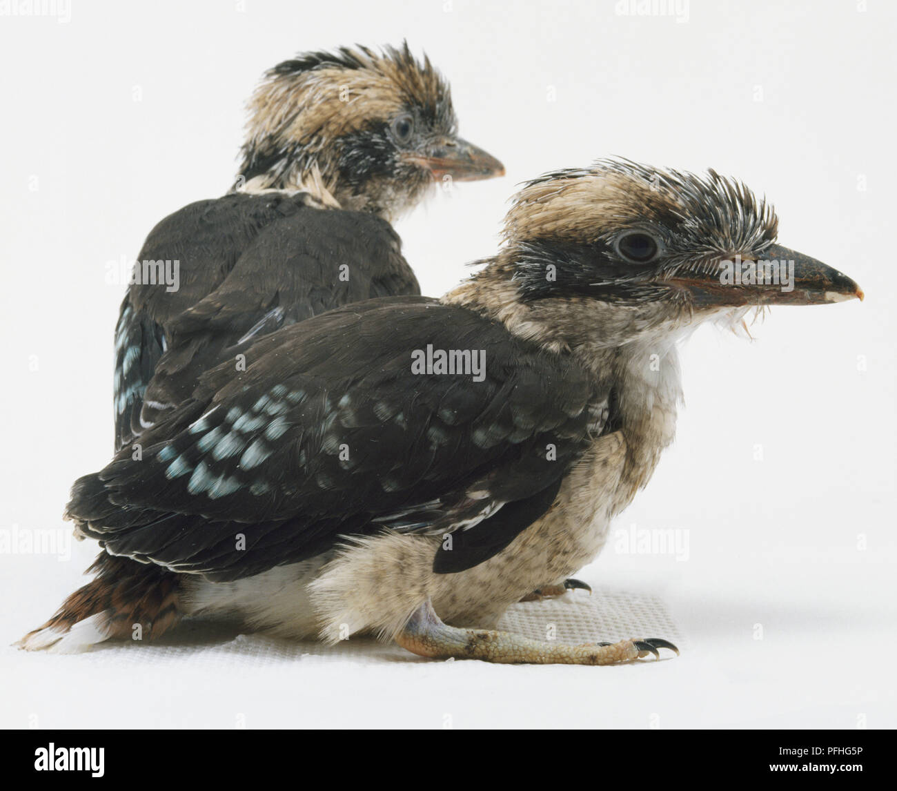 Ein paar der Kookaburras sitzen und in die gleiche Richtung zeigt. Stockfoto