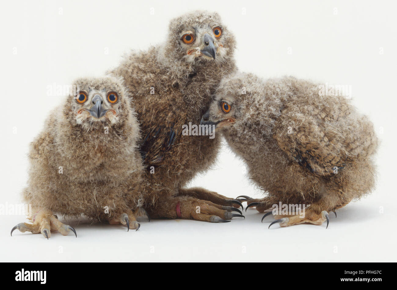 Drei Bezeichnung suchen in verschiedene Richtungen, eine nach unten schauen verstohlen. Stockfoto