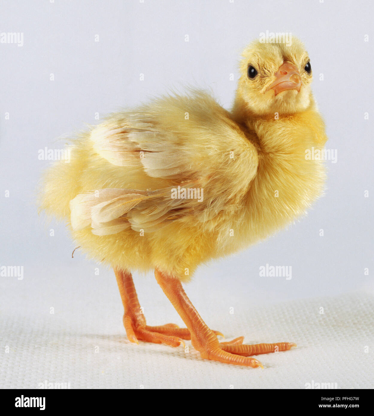 Seite Blick auf ein Pfau Henne drehen Sie den Kopf auf die Seite. Stockfoto