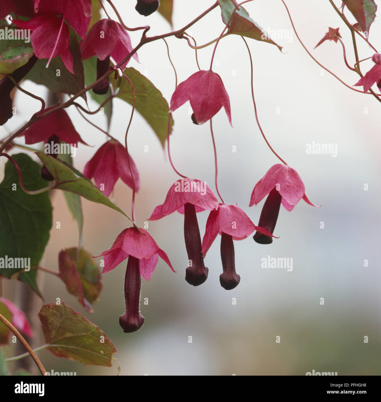 syngonium albo variegata steckling Syngonium Albo 