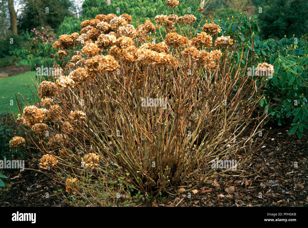 Tote Blumen auf Hydrangea macrophylla (moppköpfe aus Hydrangea) Stockfoto