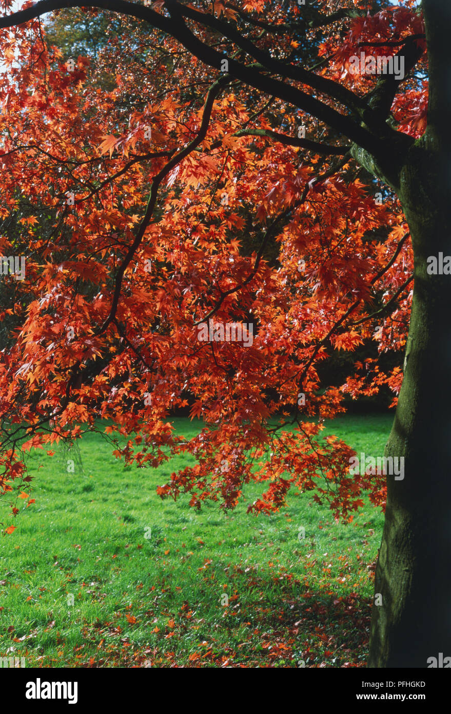 Acer palmatum, Round-headed Laubbaum mit der Hälfte der Stamm und Äste mit hellen Rot und Orange foilage und Gras mit etwas Laub unter Stockfoto