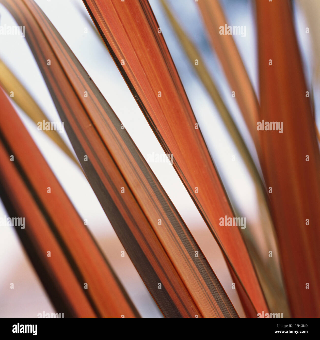 Phormium hybrid, orange braun lange schlanke Blätter. Stockfoto