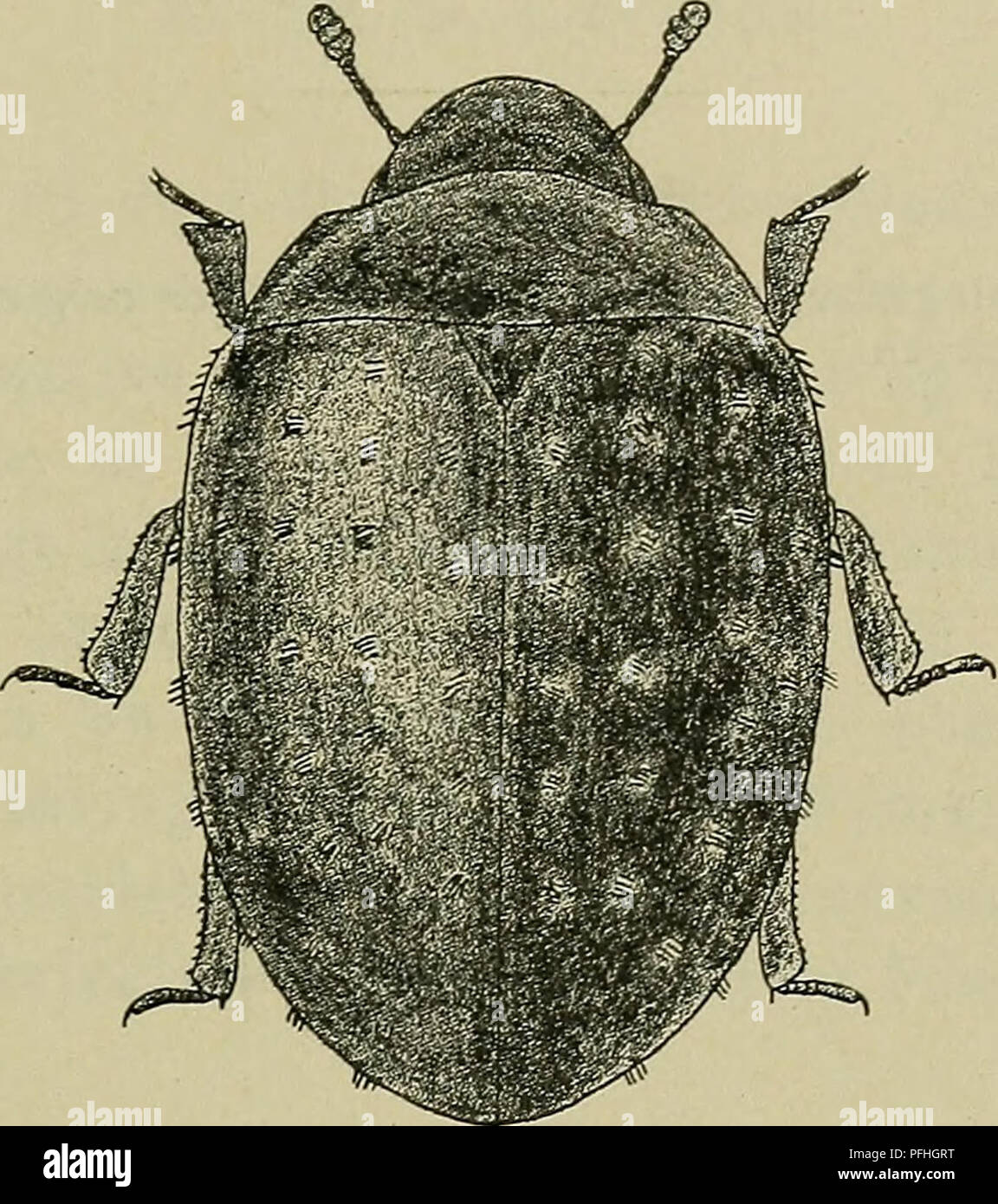 . Danmarks Fauna; illustrerede haandbøger über den Danske dyreverden... 191 3. Familie Nosodéndridae. Denne Familie staar Höhle in der Nähe von foregaaende Meget, Männer adskilles Fra den Ved, an Panden kun er lassen Sie nedadbøjet, og in Hagen er meget Stor, naesten daekkende hele munden. Hovedet paaUnder -. Abb. 96. Nosodendron fasciculare. X H. siden indenfor Øjnene med gezüchtet og dyb Føle - hornsfure. 11 Følehornene leddede, med3 - leddet Kølle. Forskinnebenene paa Oversiden med en Kort, Fodfure gezüchtet. Fødderne 5-leddede. 1. Nosodendron Latr. Vingedaekkerne med raekkestillede, opstaaende Børsteknipper, kraftigt og tät Punkt Stockfoto