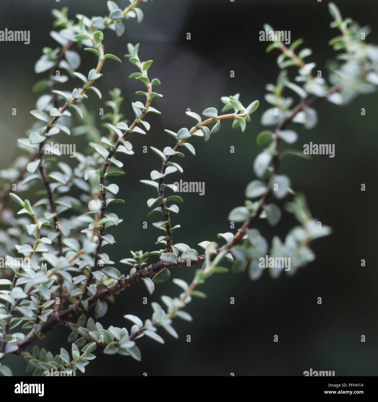 Hebe pimeloides 'Quicksilver', Anlage mit winzigen grauen Blätter und drahtig schwarze Stiele. Stockfoto