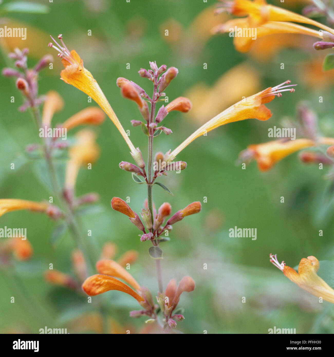 Agastache 'Apricot Sprite', Aprikose Spitzen der Tasseled Röschen. Stockfoto