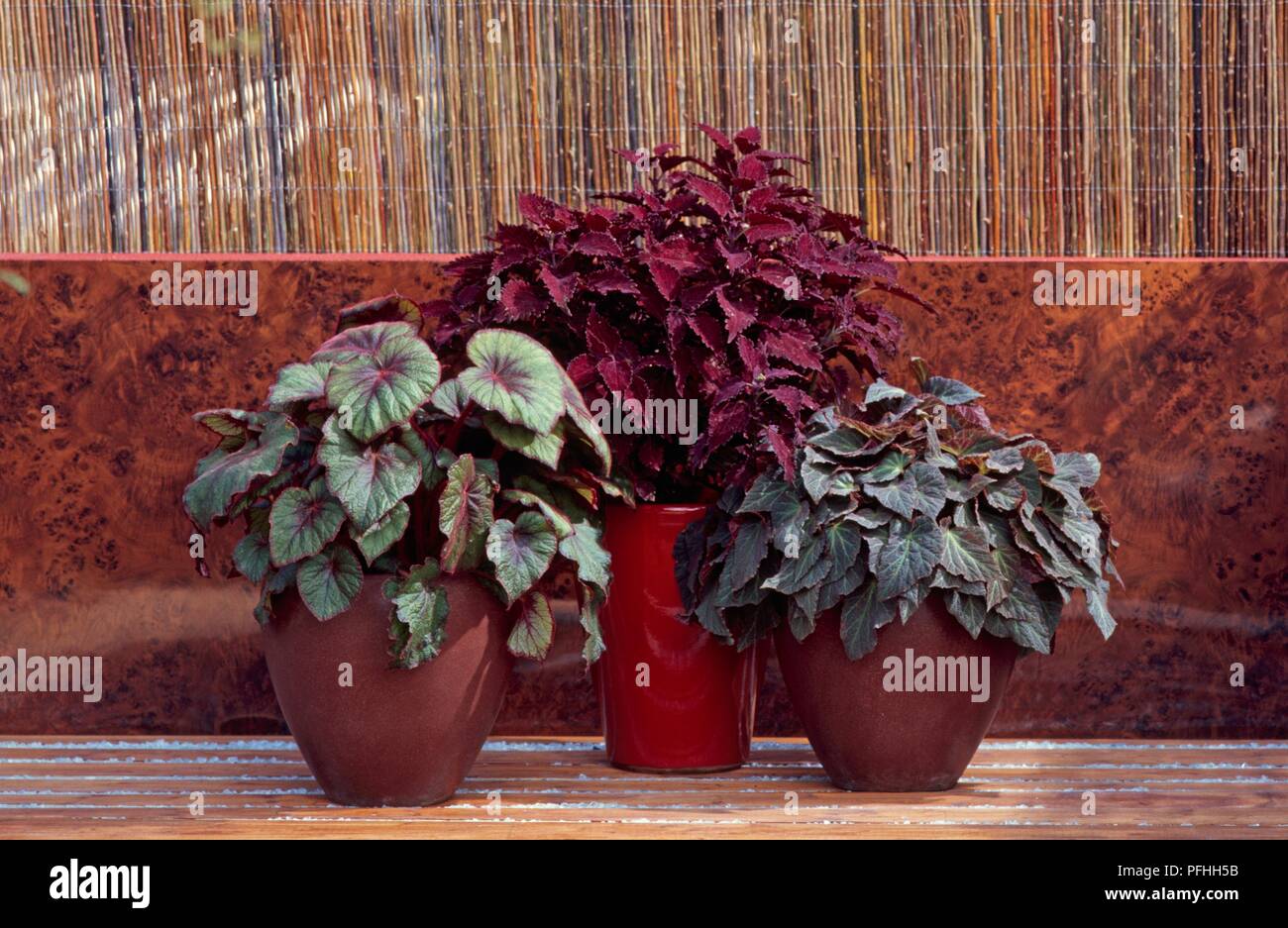 Begonia 'Contesse de Montesquieu, Quartermain Solenostemon 'Julia' (coleus), Begonia 'Bettina Rothschild", Topfpflanzen in rot Keramik und Terracotta Töpfen Stockfoto