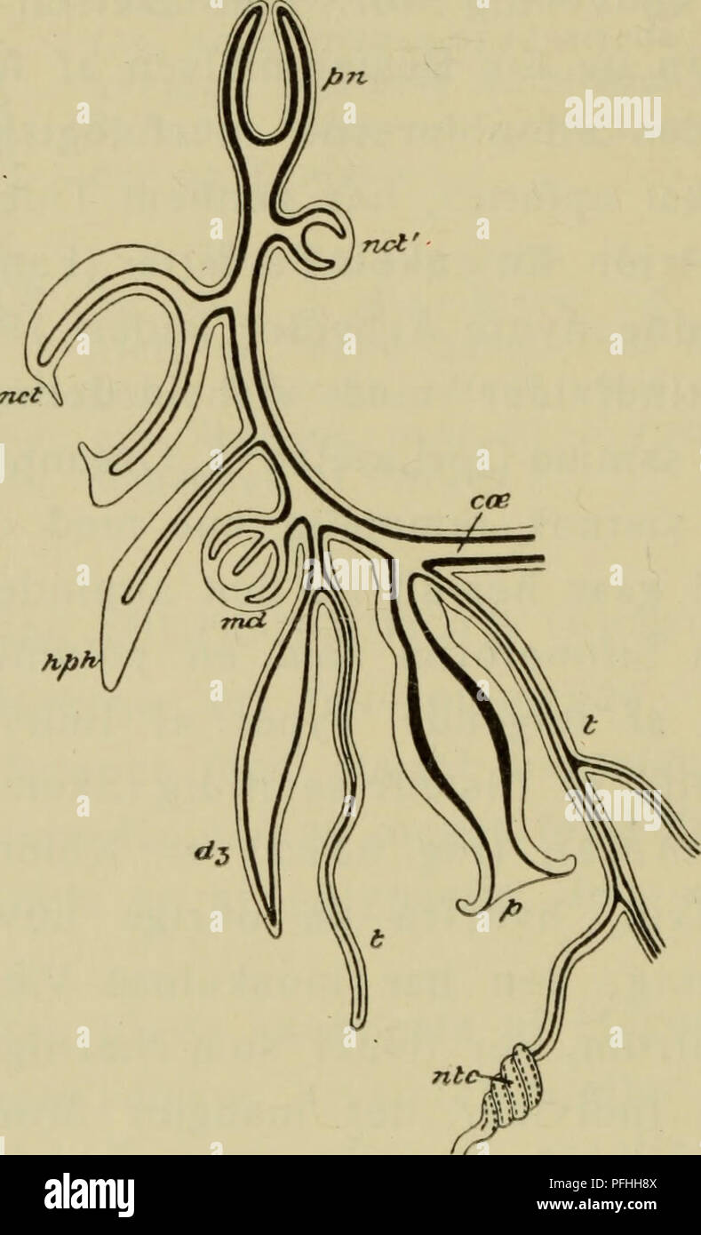 . Danmarks Fauna; illustrerede haandbøger über den Danske dyreverden... 136 nedenfor). Forneden ender Stammen som Regel med en Mundaabning. 2. Svømmeklokker (Bild, G2 Nct) äh Meduse - agtige Individer med Klokke, Radiaerkanaler, Ring. Abb. 62. Skema af Sifonofor (Physophorae). cae Stamme, dz Føler, hph Kønsindivid Daekskael, MD, Net, ncV Naeldebatteri Svømmeklokker, ntc, p Ernaeringsindivid, pn Luftbeholder, t Fangtraad. (Efter Claus). Kanal og Velum, de er glasklare, oftest afret schnell og Beskaffenhed forsynede Med fremspringende Kanter eller Kamme. Fra almindelige Meduser adskiller de sig ved at vaere b Stockfoto