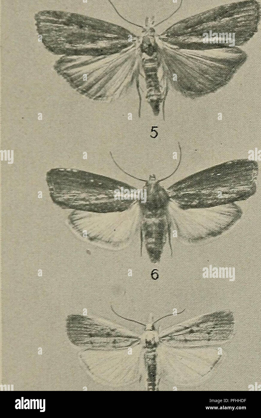 . Danmarks Fauna; illustrerede haandbøger über den Danske dyreverden... . 12 ^^^^^^^*s 13 15 16 17 3. A. grisella. 4. M. zelleri^. 5. A. sociella^. 6. G. Mello - Nella. 8. C. paludellus. 9. C. fascelinellus. 10, 11. C. inquinatellus. 12. C. geniculeus. 13. C. contaminellus. 15. C. salinellus. 16. C. poliellus. 17. C. deliellus.. Bitte beachten Sie, dass diese Bilder sind von der gescannten Seite Bilder, die digital für die Lesbarkeit verbessert haben mögen - Färbung und Aussehen dieser Abbildungen können nicht perfekt dem Original ähneln. extrahiert. Dansk naturhistorisk Forening. København, G.E.C. Stockfoto