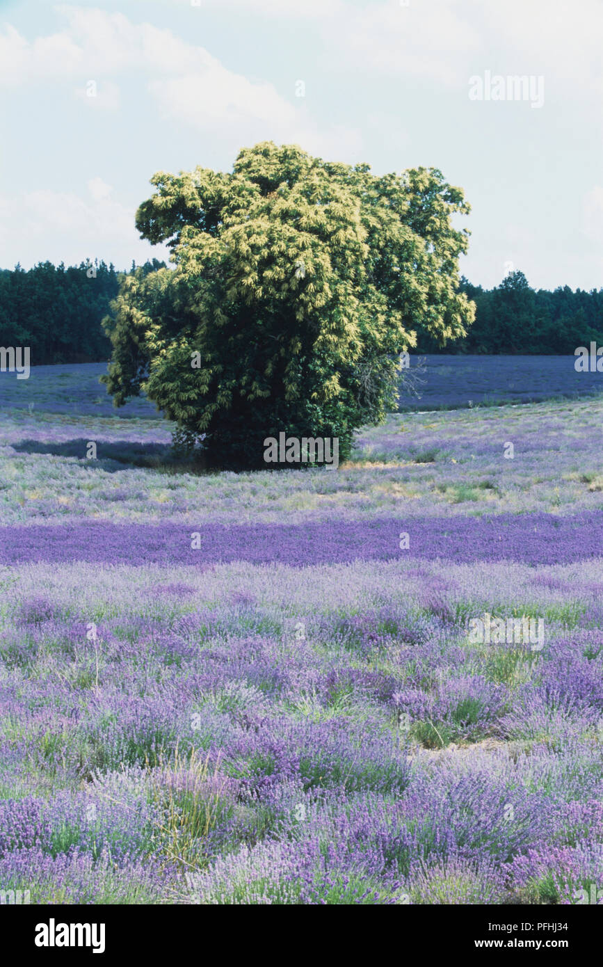 Frankreich, Castanea, Kastanienbaum in der Mitte der blühenden Lavendel Feld Stockfoto