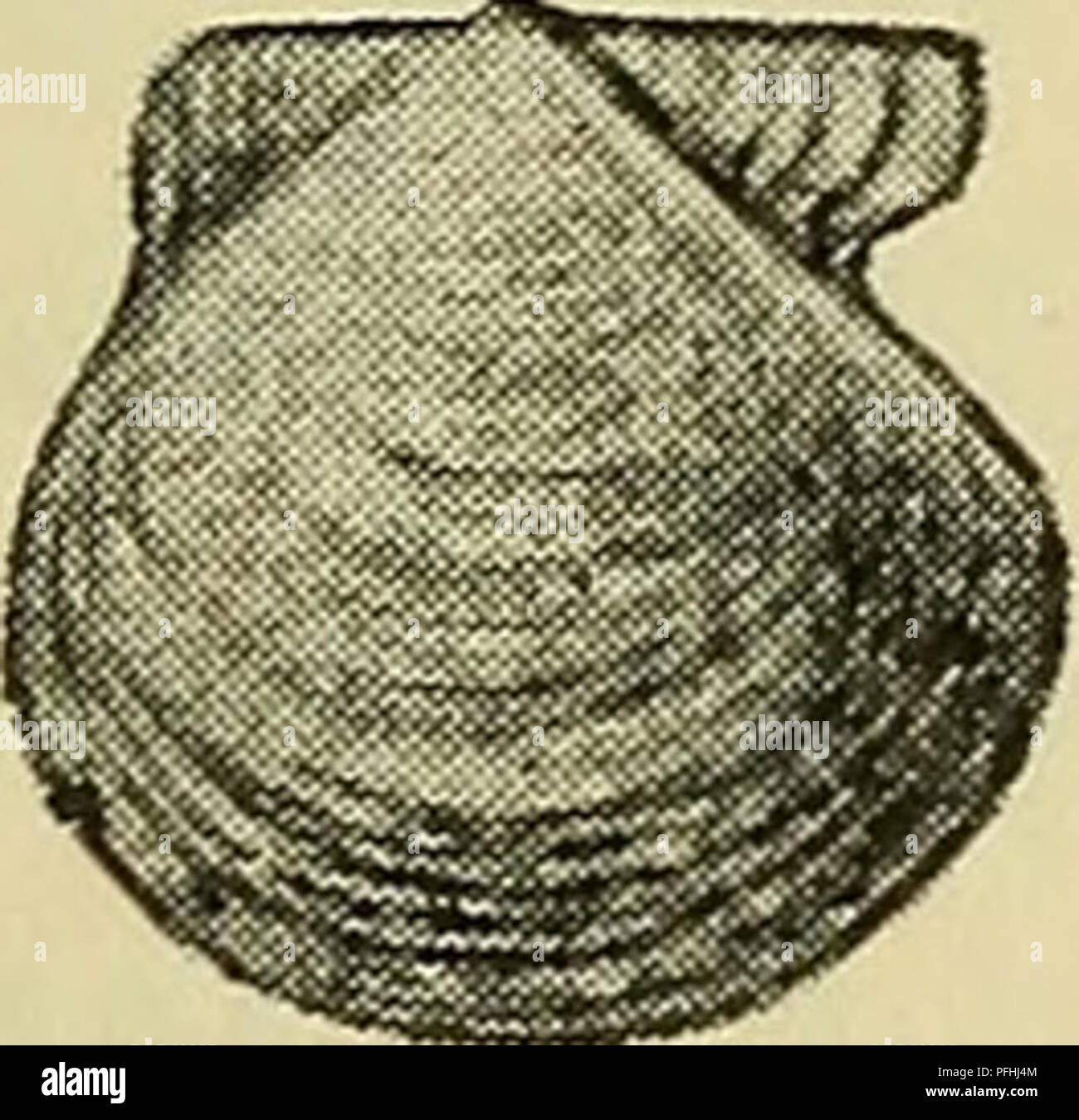 Diese Illustration der dänischen Fauna zeigt die Pecten similis, eine Jakobsmuschel, die für ihre glatten, abgerundeten Muscheln mit rötlichen und bräunlichen Markierungen bekannt ist. Sie wird durch den Mangel an Skulpturen und undurchsichtigen Muscheln identifiziert, was sie von anderen nordischen Arten unterscheidet. Stockfoto