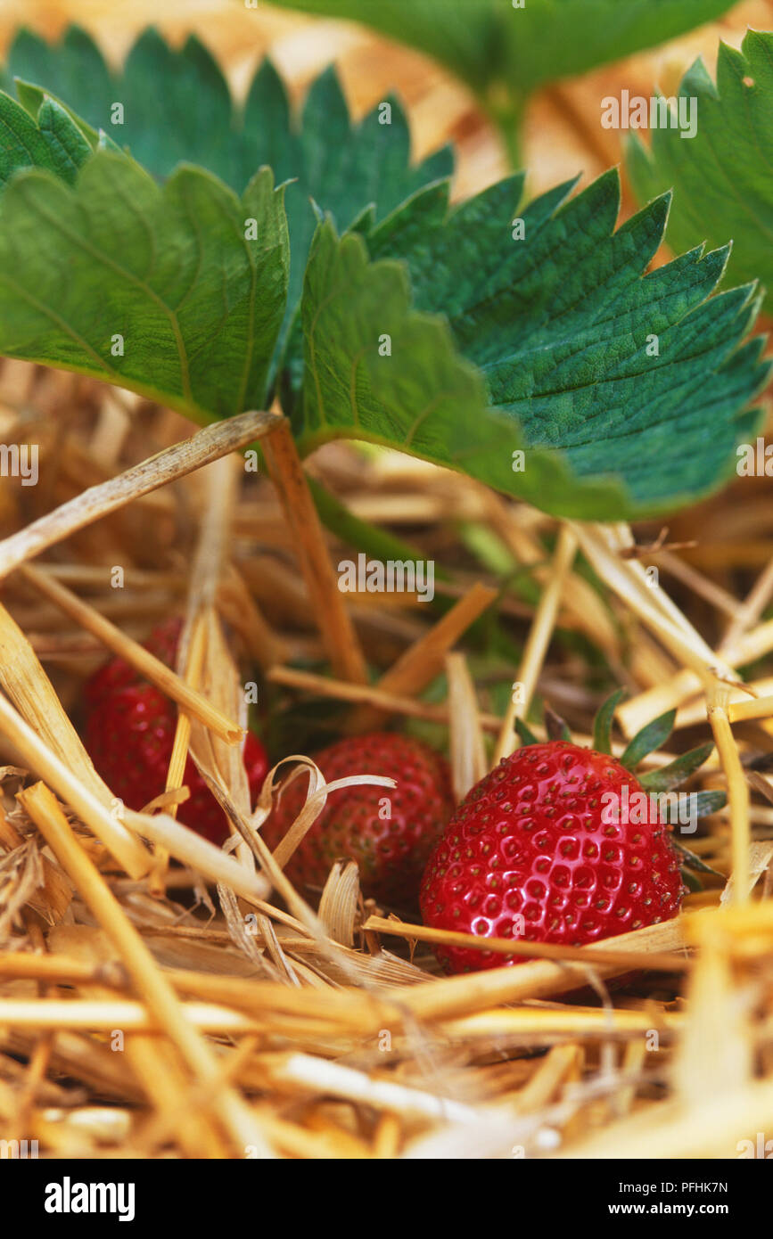 Drei Erdbeeren auf Stroh, unter dem grünen gezahnte Blätter, Vorderansicht. Stockfoto