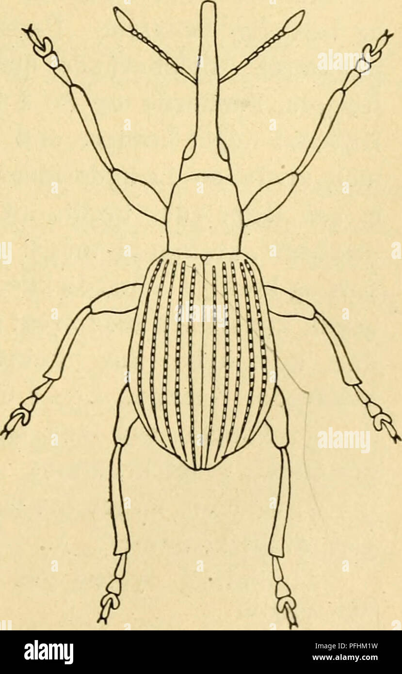 . Danmarks Fauna, Rechnungssteller. Käfer. 273 saa langt som Bredt, fortil indsnaevret og bagtil, med buede Sider, punkteret groft og Tät. Midtfuren oftest utydelig. Vingedaekkerne kort aegdannede, med skarpt fremtraedende Striberne Skuldre, fein, svagt punkterede. Mellemrummene brede og Flade. Laengde 3 mm. (^: Snuden krummet staerkt, saa lang som Hoved-f Halsschild, Mat og meget gezüchtet ved Roden, derpaa pludse - ligt, indsnaevret svagt vinkelformet udvidet ved Følehor - nenes Indledning, leer og fint Spidsen punkteret Mod. Klart gult Følehornenes Skaft, kølleformet Spidsen udvidet Mod (Abb., 136 b). Bagskinnebe Stockfoto