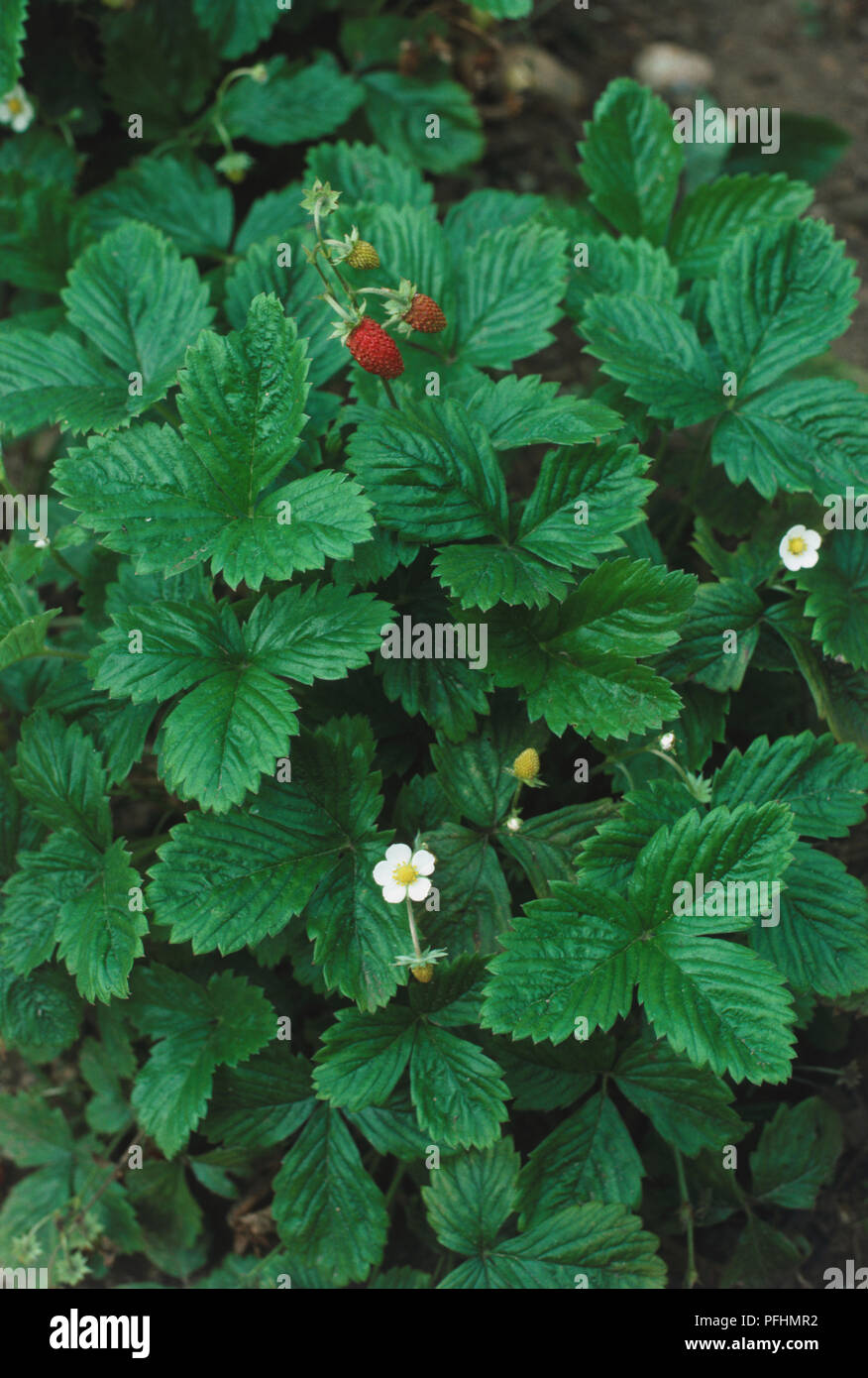 Fragaria vesca, Wilde Erdbeere, Blumen und Früchte am Strauch. Stockfoto