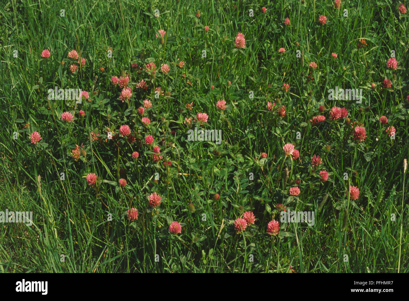 Trifolium pratense Rotklee Blüten im grünen Bereich. Stockfoto