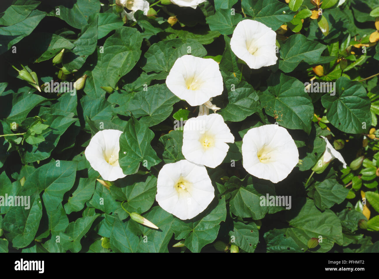 Calystegia sepium, blühende Größer oder Bindweed Hedge Bindweed, sechs weißen Blüten. Stockfoto