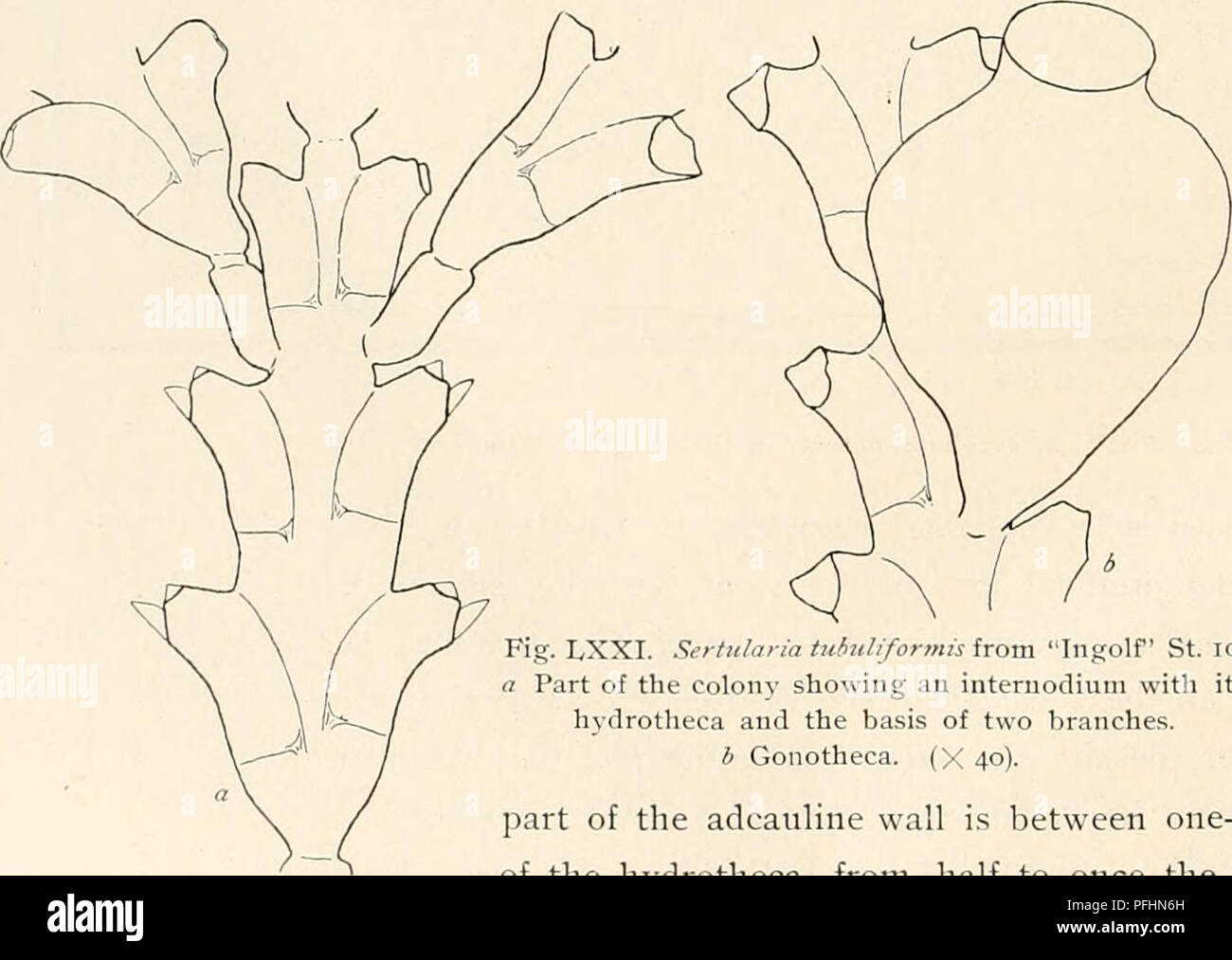 . Die dänische Ingolf-Expedition. Wissenschaftliche Expeditionen; Arktischen Ozean. 132 HYDROIDA II eines der Eindruck, dass nur die Extreme - und also Neueste entwickelt - gonothecse auf den Zweigen Mangel kann die eine oder die andere der distalen Stacheln. Dies unterscheidet sich von dem, was wir in Sertularia cu finden - pressiua, wo die Varianten in der gesamten Branche verteilt sind, ohne deutlich sichtbare Regelmäßigkeit. Nntting (1904 S. 71), die über die Tatsache, dass die gonothecee in Sertu-Laria Fabricii variiert, nicht in der Frage der Detail gegangen ist, erwähnt. Die jüngsten Zuordnung eines zuvor undeterm Stockfoto