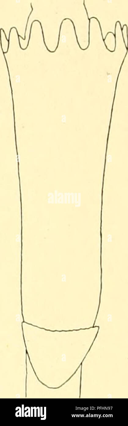 . Die dänische Ingolf-Expedition. Marine Tiere; Meerestiere; Flüsse; Flüsse; wissenschaftliche Expeditionen. Abb. XLVII. Cladocarpus Diana. "Ingolf" St. 7 S. - Eine Phylactogonium mit gonotheca (&gt; 40). / - Hydrotheca in Seitenansicht (X60). - C Hydrotheca in der Vorderansicht (X60). Material: "Ingolf". St. 46, 6° 32' N, 11" 36' W., Tiefe 720 Klafter 2,4° - 78, 6° 37' N 27°52'W, - 799 4-5° Cladocarpus Diana hat viel stärker hydrothecal Zähne (Abb. XLVII) als die meisten anderen Arten der Gattung; Nächste in dieser Hinsicht ist Cladocarpus compressus Fewkes, aber die Zähne dort Ar Stockfoto