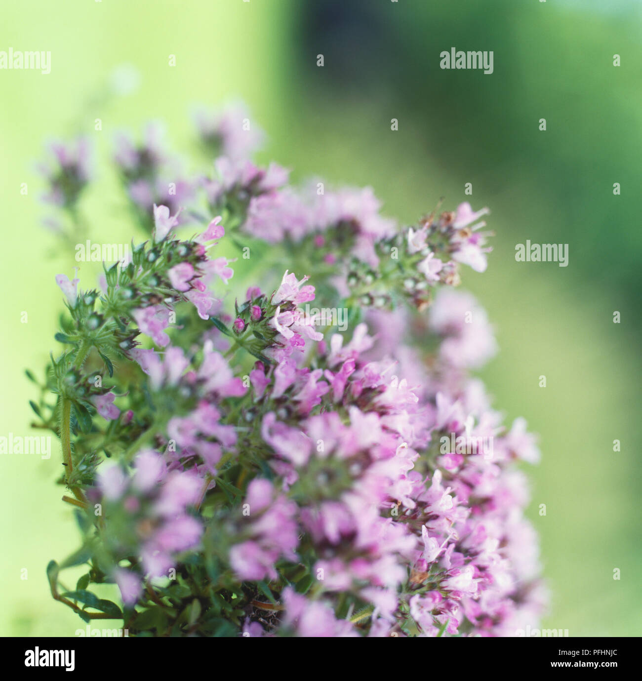 Schleichende Thymian, wilder Thymian (Thymus serpyllum), Anschlußklemme Cluster von kleinen rosa/lila Blumen und kleine, ovale, behaarte Blätter dunkelgrün, close-up Stockfoto