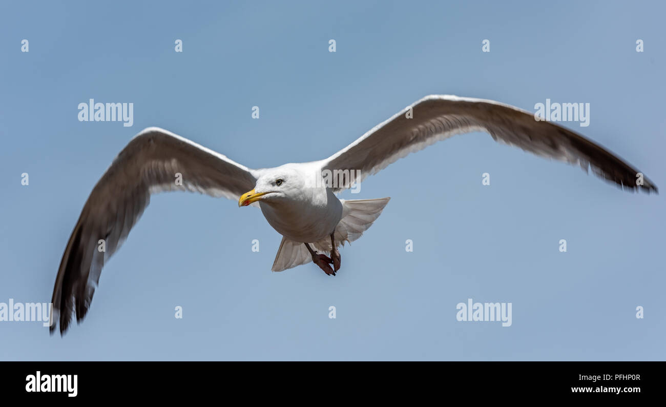 Eine Möwe führt seine eigenen Antenne Display über Eastbourne Strand während der jährlichen Eastbourne Airbourne Air Display Stockfoto