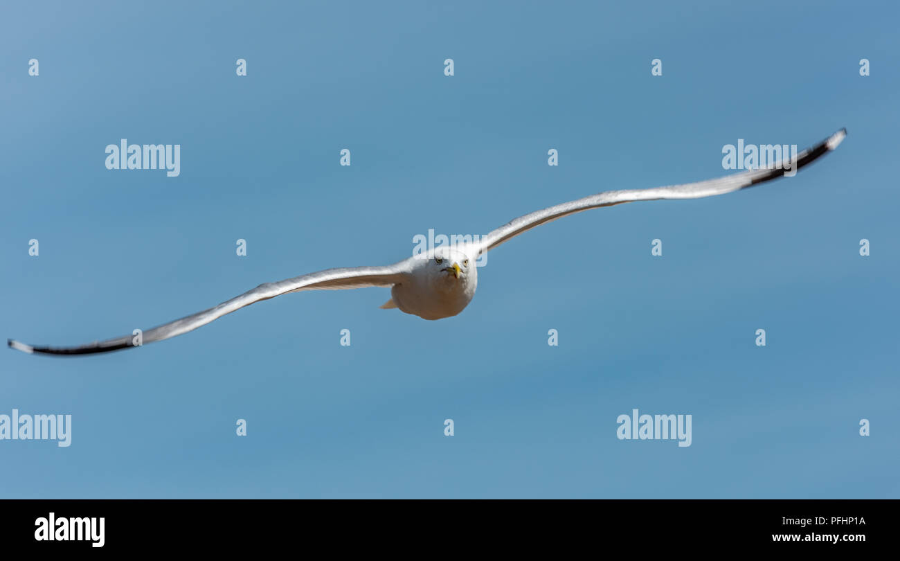 Eine Möwe führt seine eigenen Antenne Display über Eastbourne Strand während der jährlichen Eastbourne Airbourne Air Display Stockfoto