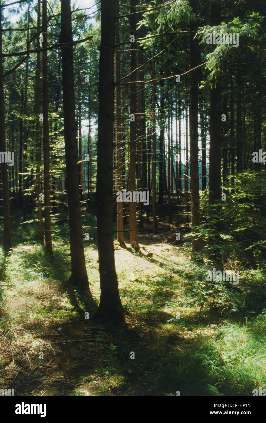 Deutschland, Bayerische Alpen, Wellen von Sonnenlicht durch Bäume im dichten Wald. Stockfoto