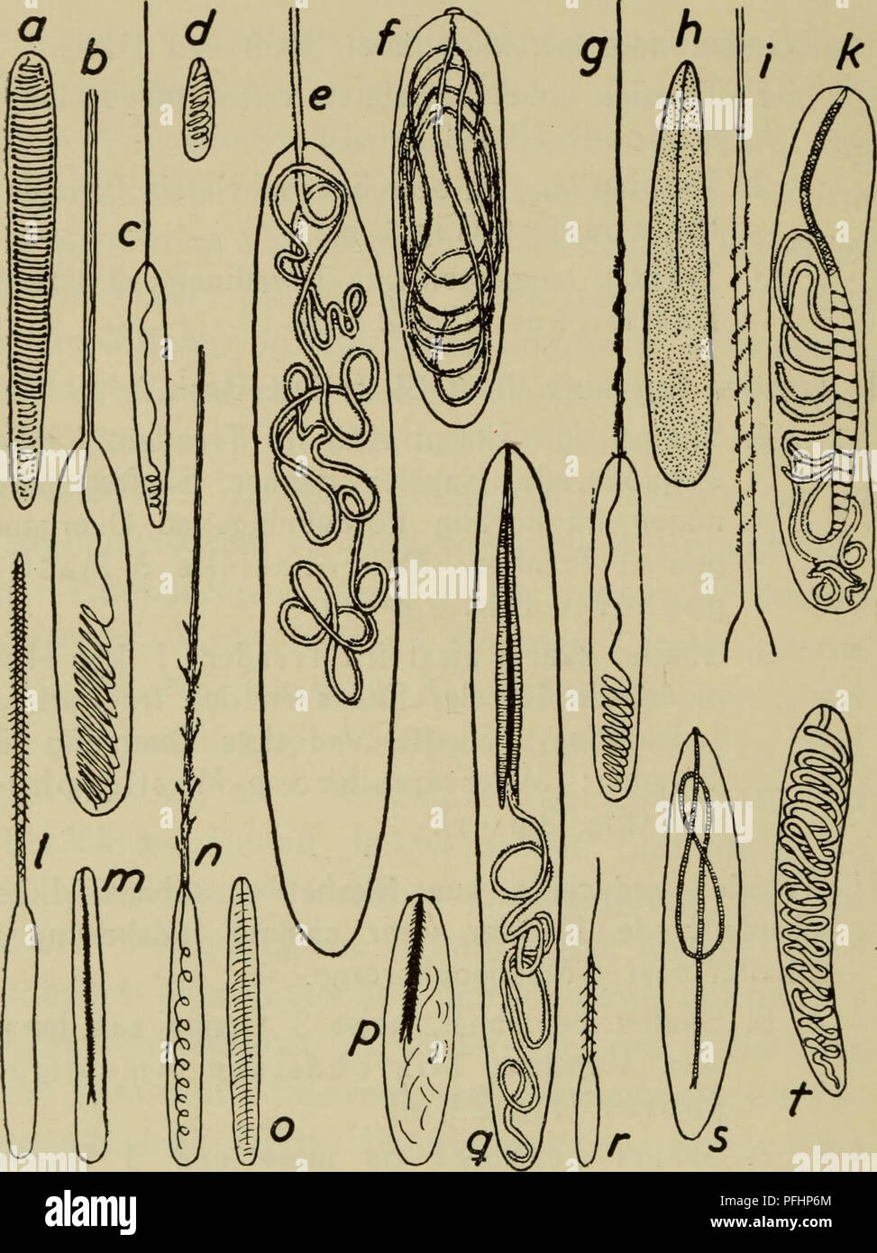 . Danmarks Fauna; illustrerede haandbøger über den Danske dyreverden... 16. Abb. 2. a-s Nematocyster; a-d Atricher, a, c af Protanthea Simplex, b af Bispira lloydii, d af Kophobelemnon stelliferum; €, f Holotricher, e af Lophelia pertusa, f af Sideractis glacialis; g-k mikrobasiske Z&gt;-Mastigophorer, g af Stomphia coccinea, h af Actinostola Callosa, /, k af Pachycerianthus multiplicatus; /, m mi-krobasiske Amastigophorer,/af Sargartiogeton viduatus, m af Sar-gartiogeton Undatus; n, o Basitricher af Octineon suecicum; p-v p-mikrobasiske Mastigophorer, p af Rhodactis sinensis, q af Loph Stockfoto