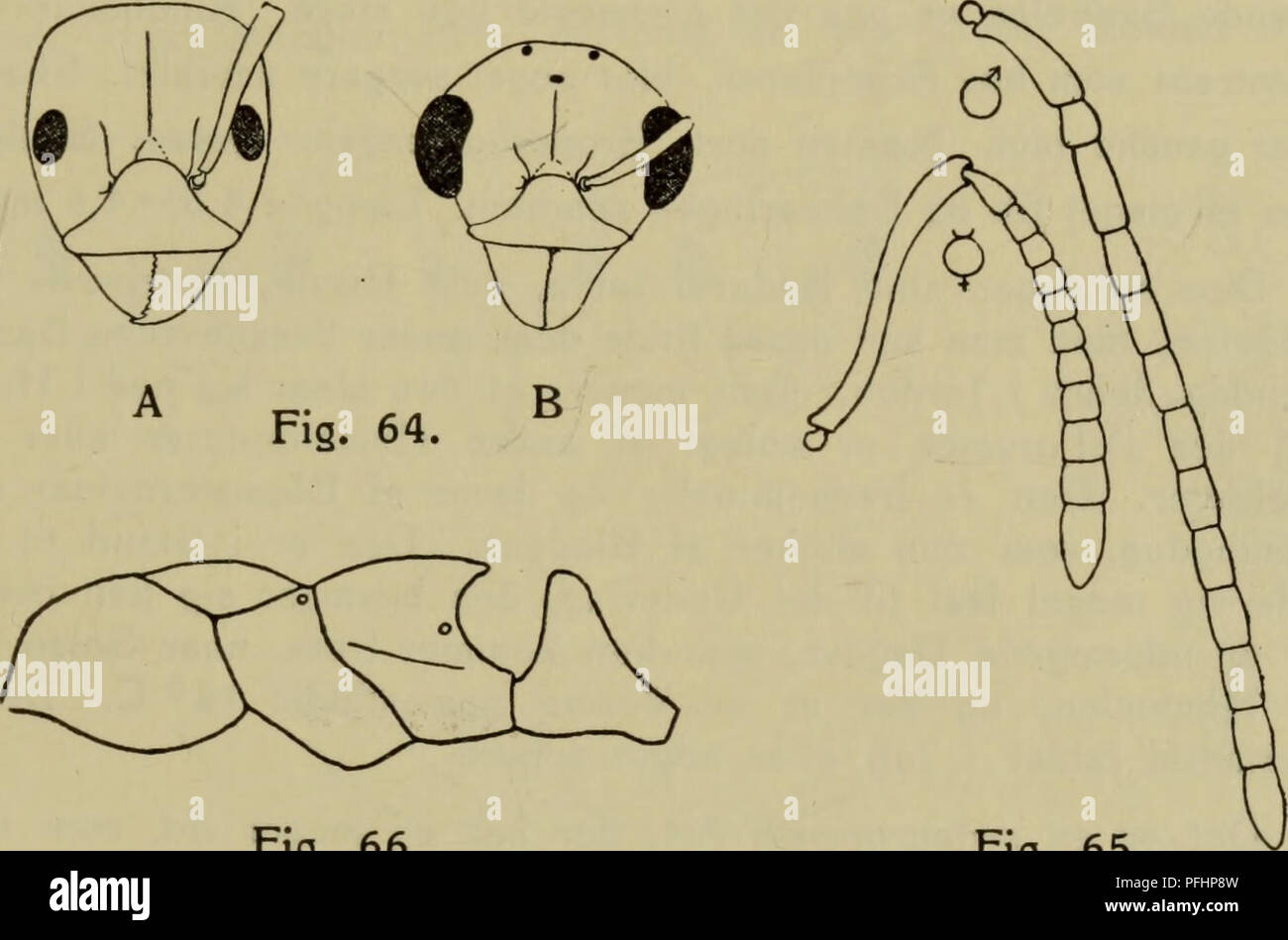 . Danmarks Fauna; illustrerede haandbøger über den Danske dyreverden... 105 laengere, det har rundede Sider og naesten retliniet Dagrand. Er pandelisterne Korte, Flade, Noget divergerende Bagud; Pande - furen äh en ganske svag Ridse, der IKKE naar Hovedets Pandefeltet Dagrand; er grubeformet og uskarpt begraenset. Mundskjoldet har lige afskaaret Forrand og er noget indtrykt foran Midten. De ret store Øjne sidder omtrent lige midt paa Hovedets Sider; Ar-bejderen mangler Oceller. Er kindbakkerne Brede med mange. Abb. 66. Abb. 65. Dolichoderus quadripunctatus. Abb. 64. Hoved af og Arbejder (A) Han ( Stockfoto