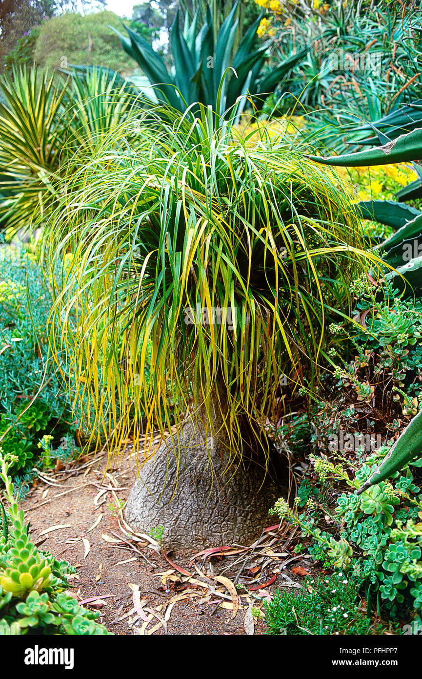 Beaucarnea recurvata (ponytail Palm oder Elephant Foot Palm), grüne Blätter und Bauchigen base Stockfoto