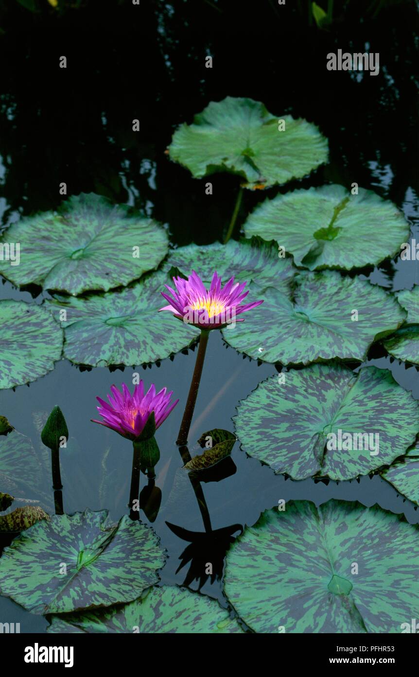 Nymphaea 'Star von Sansibar" (Seerose), lila Blumen und bunte Lily Pads Stockfoto