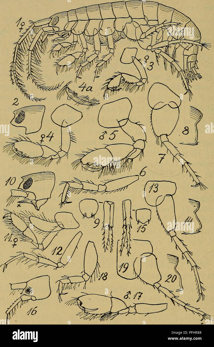 . Danmarks Fauna; illustrerede haandbøger über den Danske dyreverden... 324. Abb. 76. Eurysteus. 1 - 9: E.erythrophthalmus (Hoved, Log 2. Ben af [3 a: Haanden Gribekanten af af2. Ben], 2. Ben af^, 3. OG 5. Ben, 3. Haleplade Bagkropsled, og 3. Halefod). - 10 - 15: E.melanops (Hoved [x paa Nr. 10 er Spidsen paa Overlaeben], 2. Ben af $, 3. OG 5. Ben, 3. Haleplade Bagkropsled, og 3. Halefod). - 16 - 20: E.palmatus (Hoved, 2. Ben af&lt; J, 3. OG 5. Ben, 3. Bag-kropsled).. Bitte beachten Sie, dass diese Bilder aus gescannten Seite Bilder, die digital für die Lesbarkeit erhöht worden sein können extrahiert werden - co Stockfoto