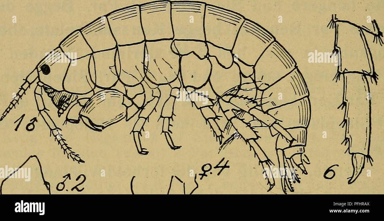 . Danmarks Fauna; illustrerede haandbøger über den Danske dyreverden... 308 V. Afrika (Kongo). Hos os Kun fundet en enkelt Gang ich Kattegat (nøjagtig Lokalitet ukendt). Hyålepontica Rathke (H. lubbockiåna Sp. Bate) (Abb. 70,8). Kendes lassen ved de omtalte ovenfor krogede kraftige Torne paa 3.- 7. Gleichheit Ben. Farve gulgrøn, Øjne aldrig rødlige (Sorte). Laengde 6 mm.. Bitte beachten Sie, dass diese Bilder sind von der gescannten Seite Bilder, die digital für die Lesbarkeit verbessert haben mögen - Färbung und Aussehen dieser Abbildungen können nicht perfekt dem Original ähneln. extrahiert. Dansk naturhistoris Stockfoto